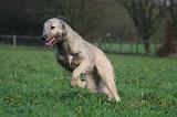 IRISH WOLFHOUND 259
